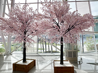 인조왕벚꽃나무